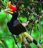 Sarawak Bird